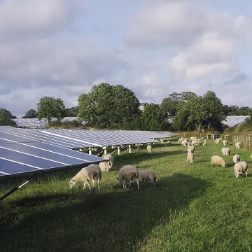 Sheep in search of a solar plant