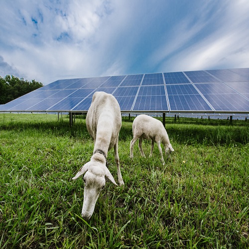 Australian agricultural PV startups aim to achieve 1 GW of solar power