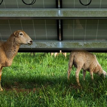 Solar panels increase grasses for sheep and cows by 90%
